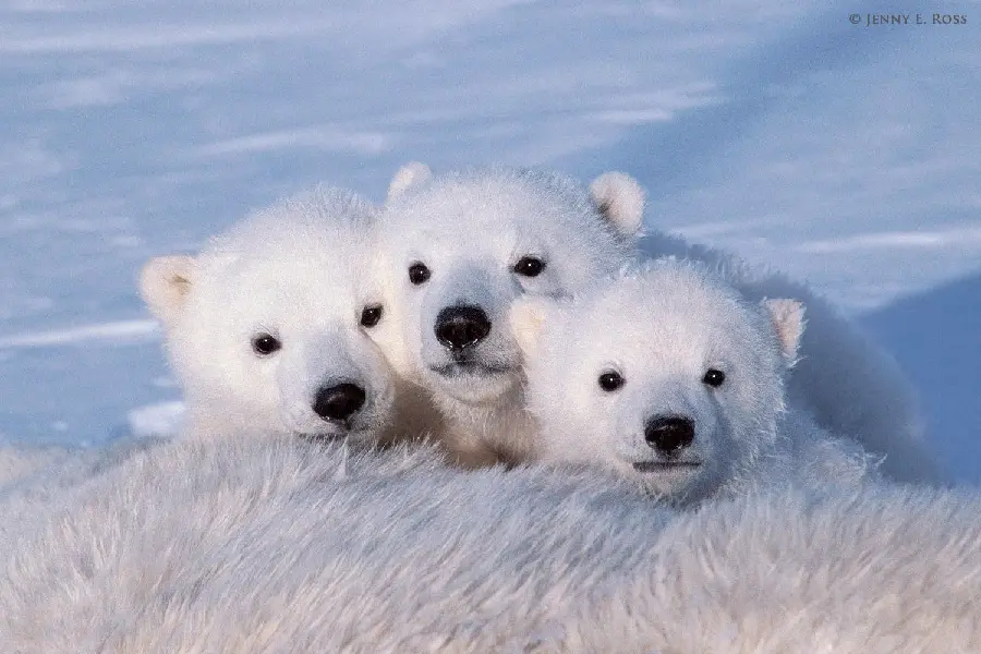 Three Polar Bear Cubs with Innocent Black Eyes Wallpaper