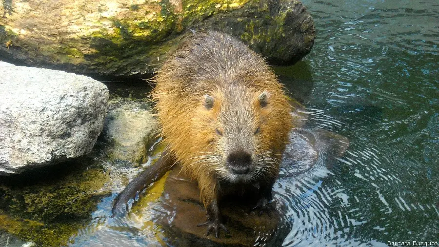 Water dog or bidster is a nocturnal and semi-aquatic rodent 