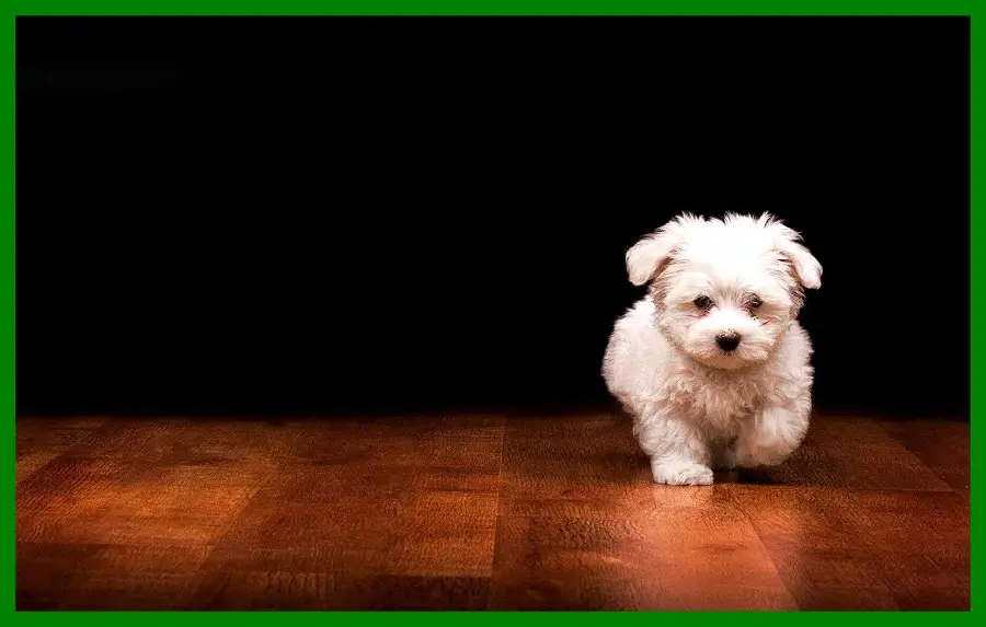 HD Maltese Dog Wallpaper for Desktop
