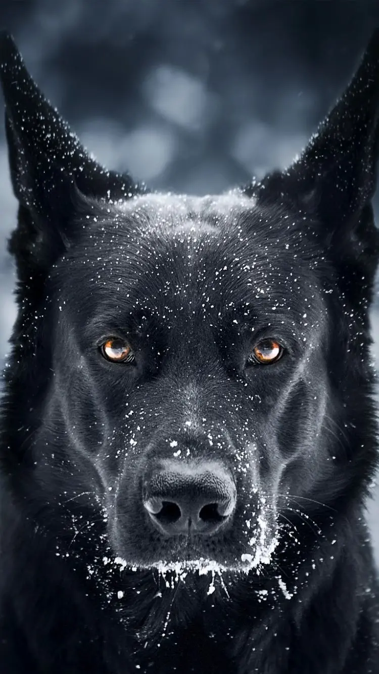 Exciting German Shepherd Wallpaper for iPhone with the Highest Possible Quality