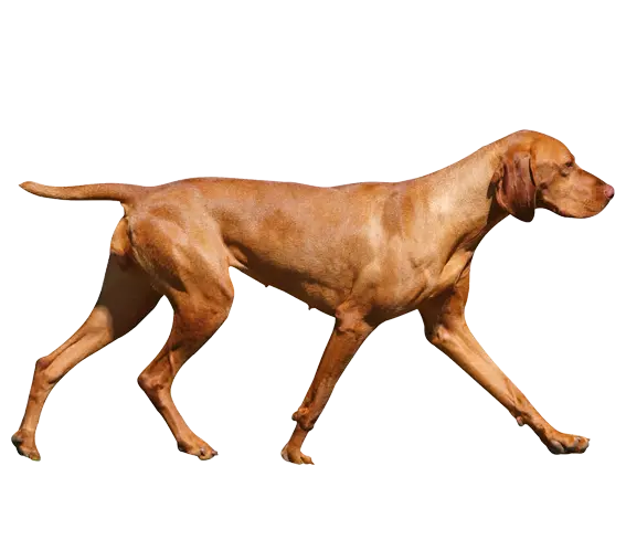Real Dog Vizsla PNG Wallpaper Without Background