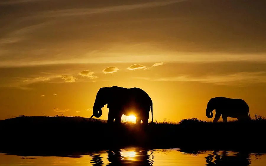 Download mobile background photos of elephants moving at sunset 
