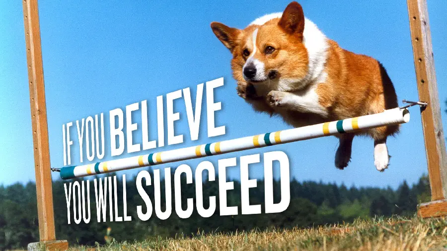 The most interesting pictures of dogs for desktop background