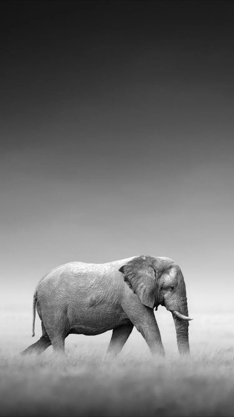 A picture of a lonely elephant in the grass with high quality for the profile and mobile background 