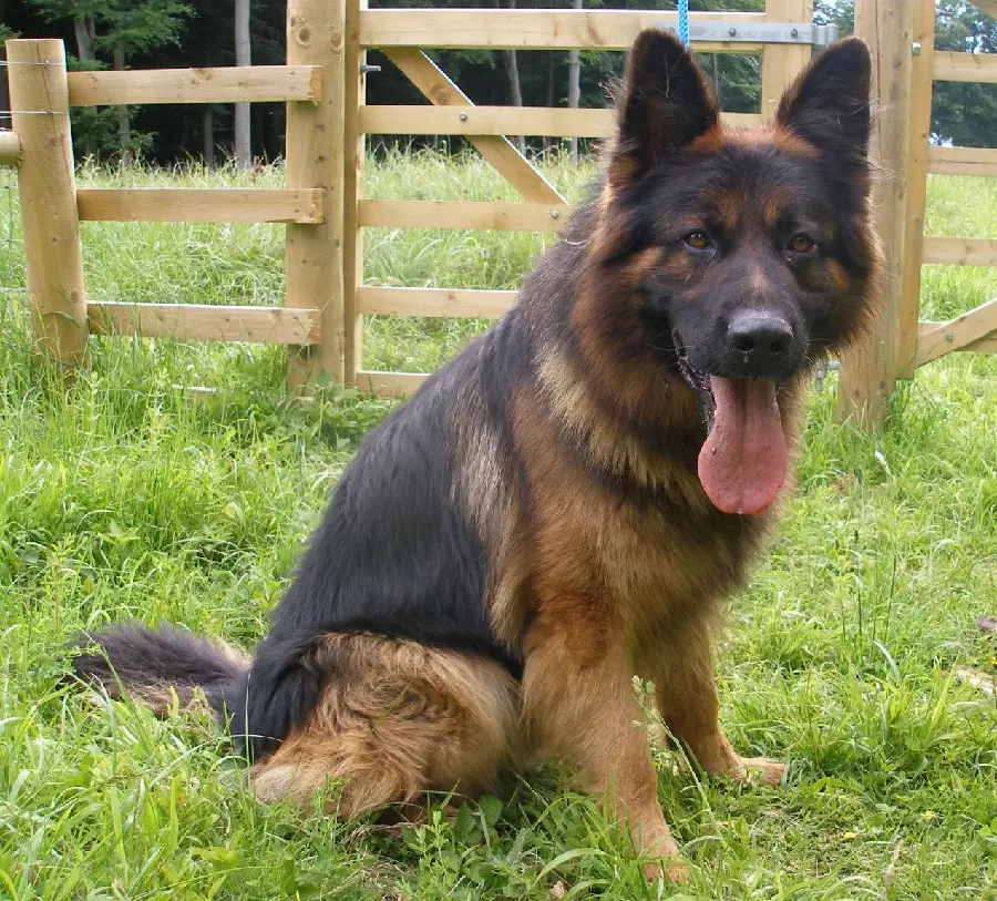 Photo taken of German Shepherd Rex on the farm