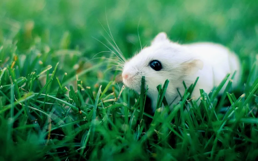Picture of a hamster playing in the grass
