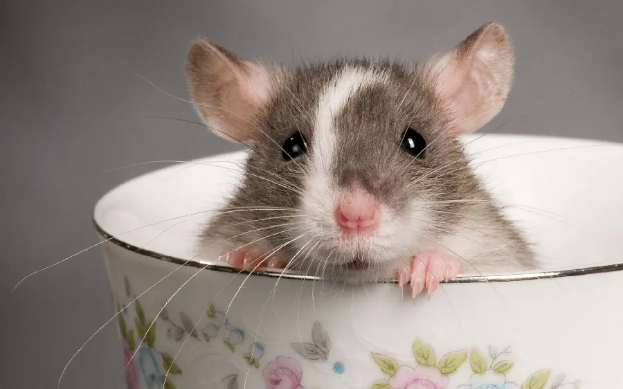 A funny and salty picture of a mouse in a cup with high quality 