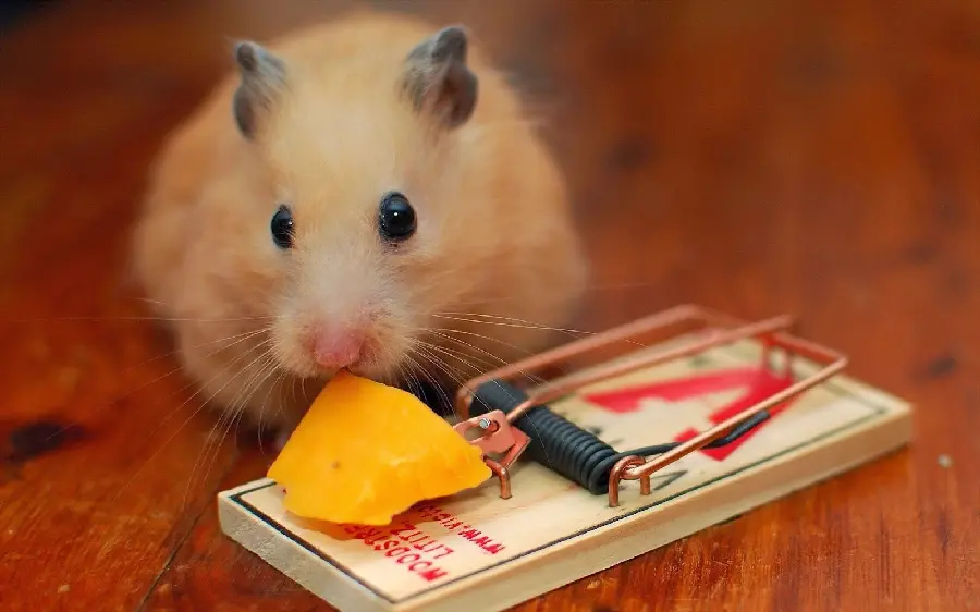 Picture of a hamster trying not to fall into a trap