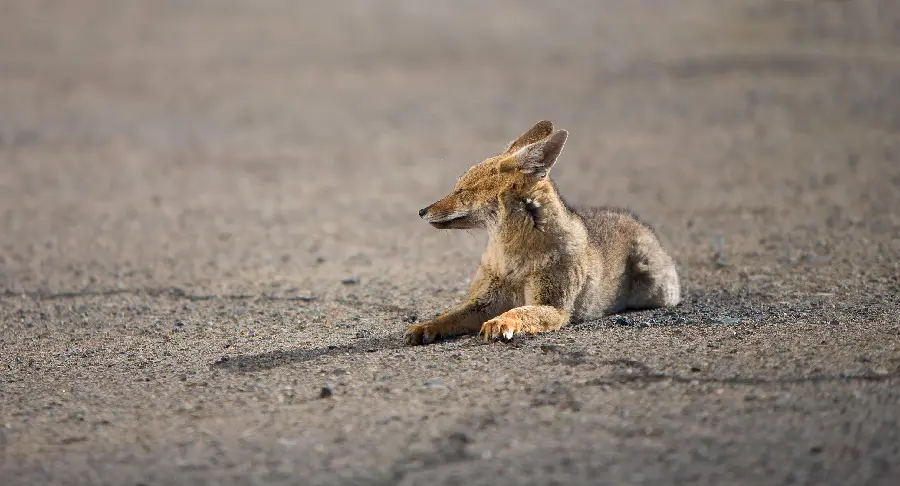 Jackal Profile Image for Wildlife Documentaries