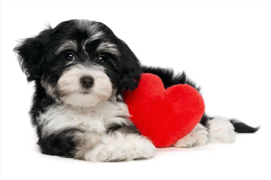Cute Havanese Dog Profile Picture for Valentine's Day