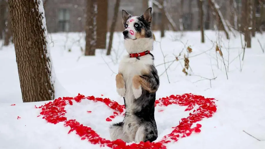 Download very beautiful wallpapers of dogs with a Valentine's theme