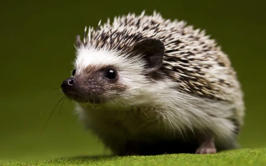 Baby hedgehog stock photo with folio background for laptop sticker printing