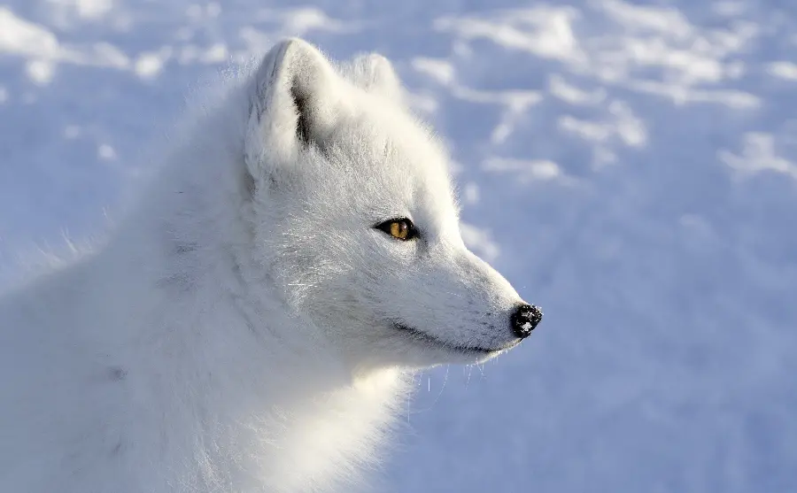 Free Photo Download Background of Arctic Fox with Amazing View