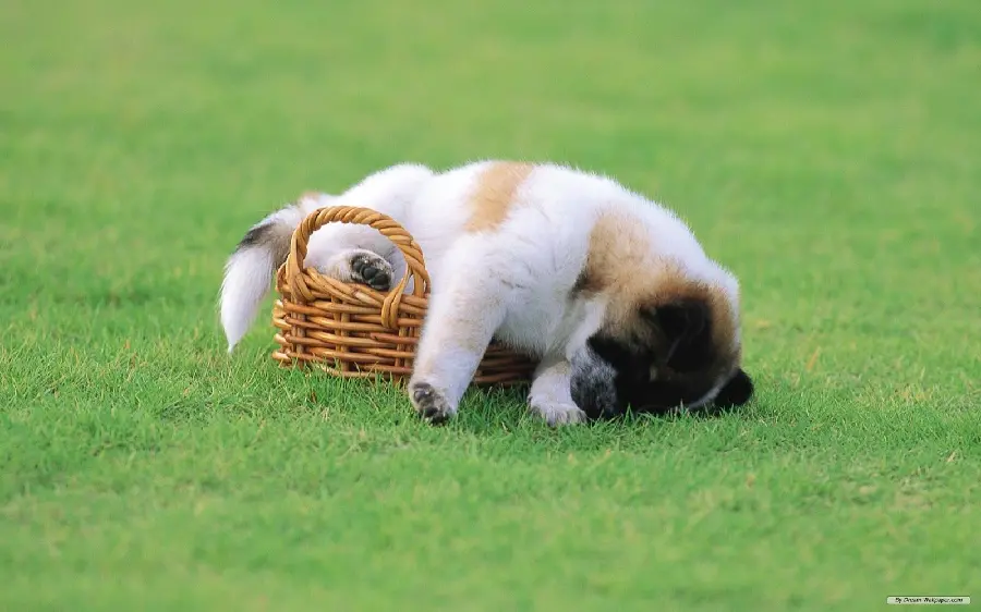 Amazing free stock photo of a puppy with a meadow background