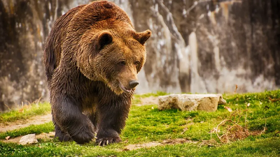 The most attractive HD wallpapers of bears for wallpapers and backgrounds