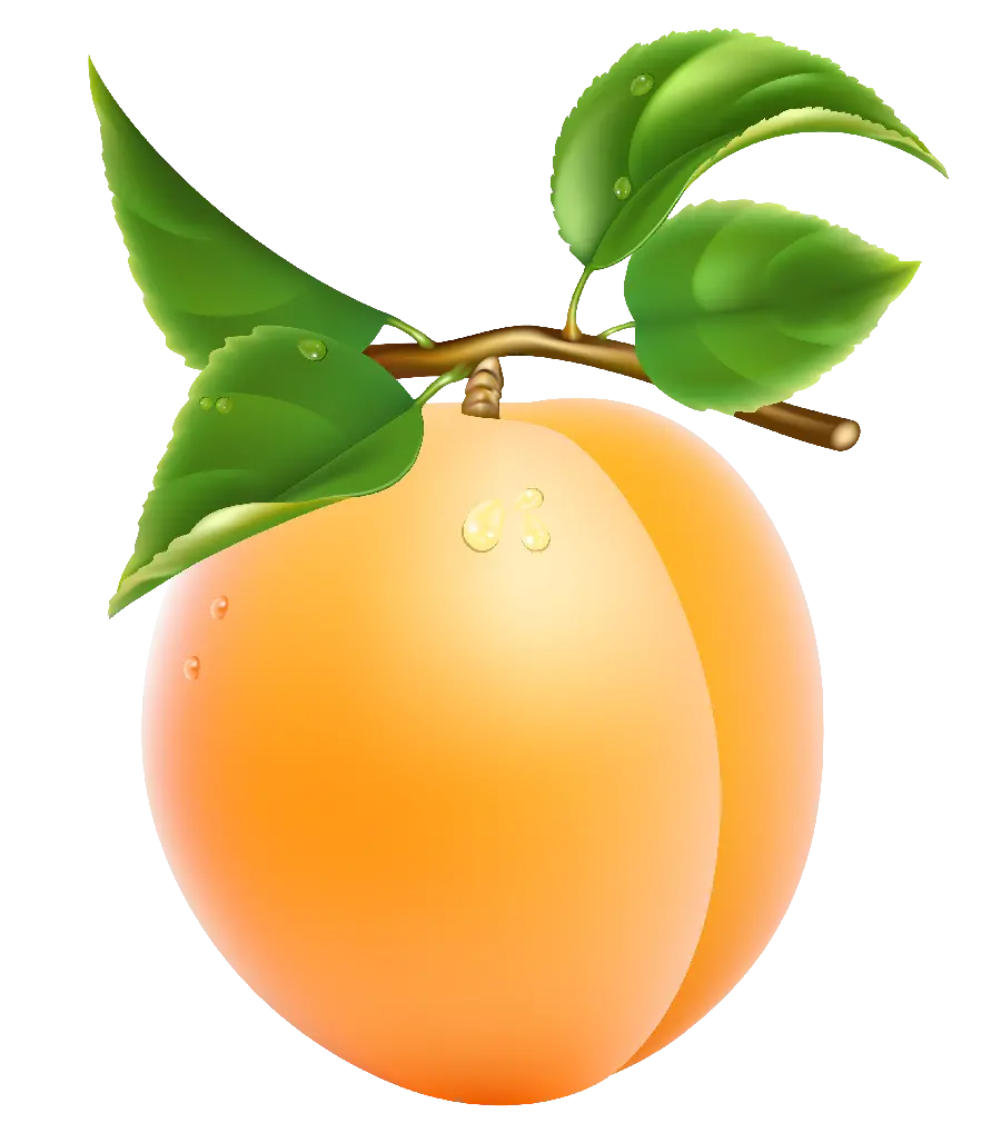Free Download Apricot PNG Images Suitable for Business Card Design