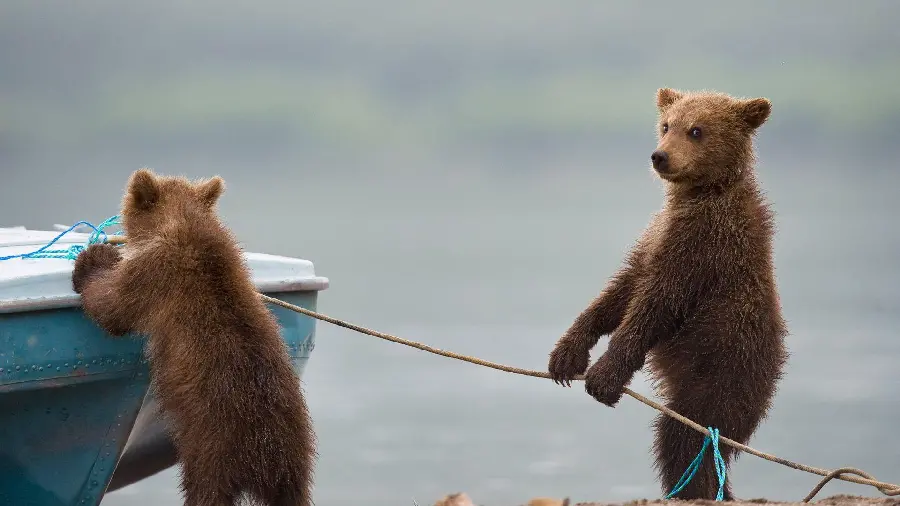 Unique brown bear cub wallpaper with blurred background