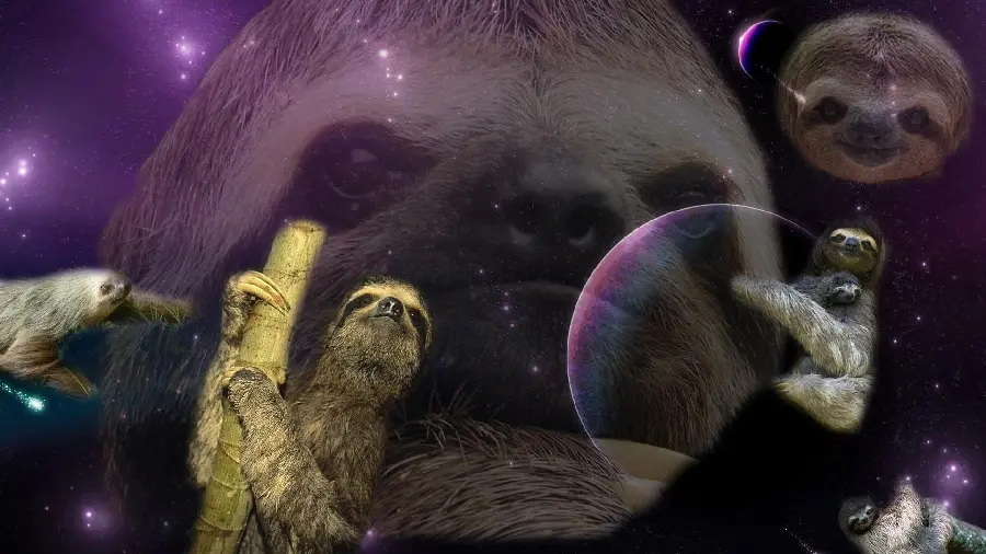 Creative Photoshopped Stock Image of Sloth