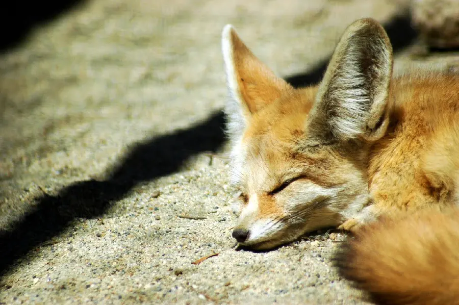 Golden Fennec Fox Wallpaper for Wall Poster Printing