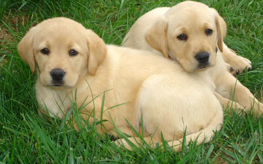 High Resolution Stock Photo of Labrador Retriever Puppies