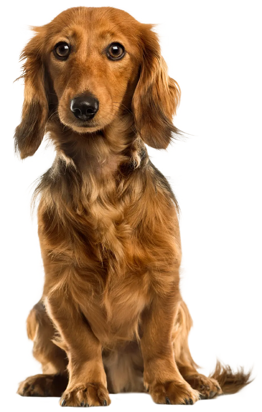 Beautiful real miniature dachshund dog stock photo PNG