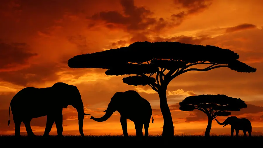 Beautiful Photo of Nature in Silence and a Family of Large Elephants