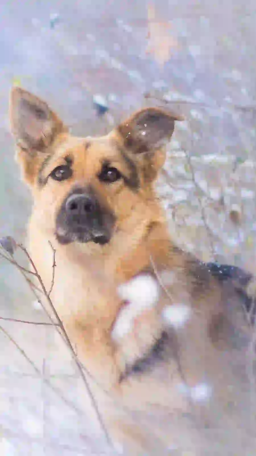 Free Download of the Most Attractive Photos Taken from German Shepherd Suitable for iPhone 