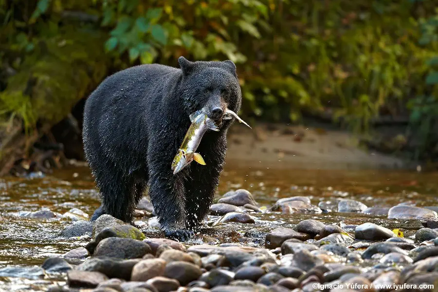 Hunting moments from the time of hunting fish by a black bear HD