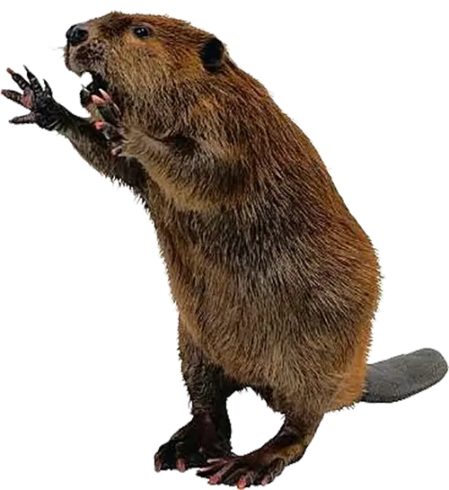 Beaver