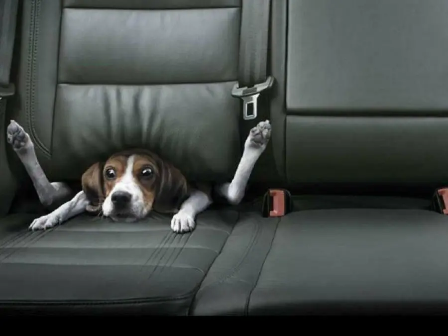Download Cool and Salty Funny Dog Background Image