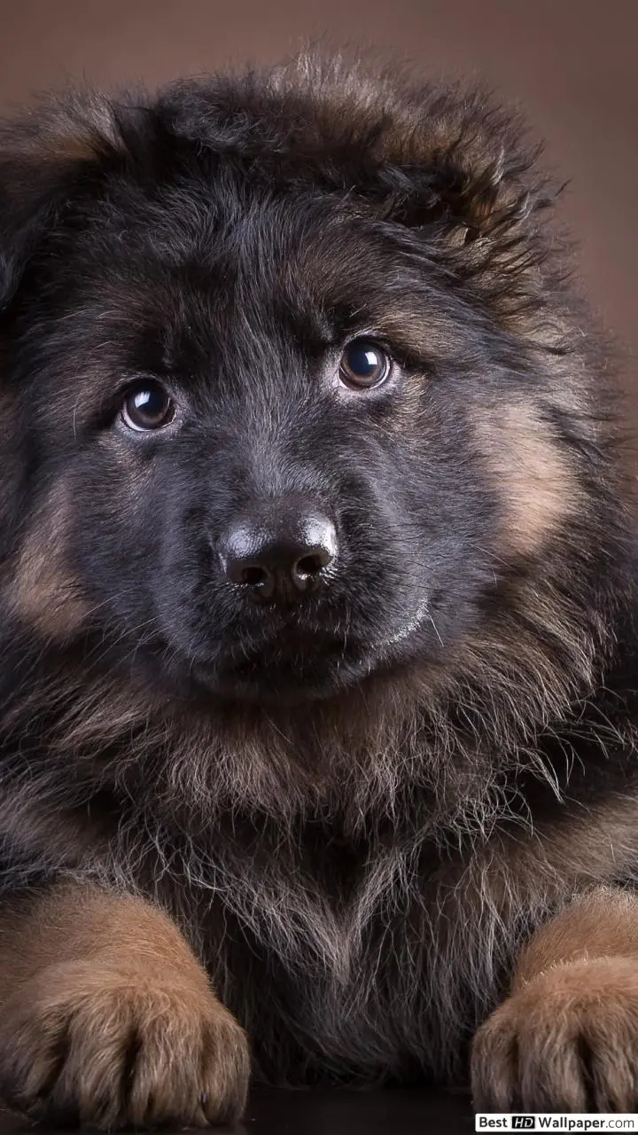 HD Image of German Shepherd Puppy Suitable for iPhone Background 