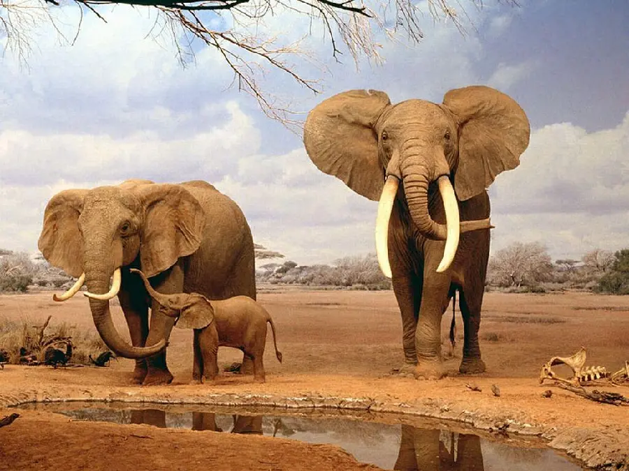 Group photo of African elephants by the stream