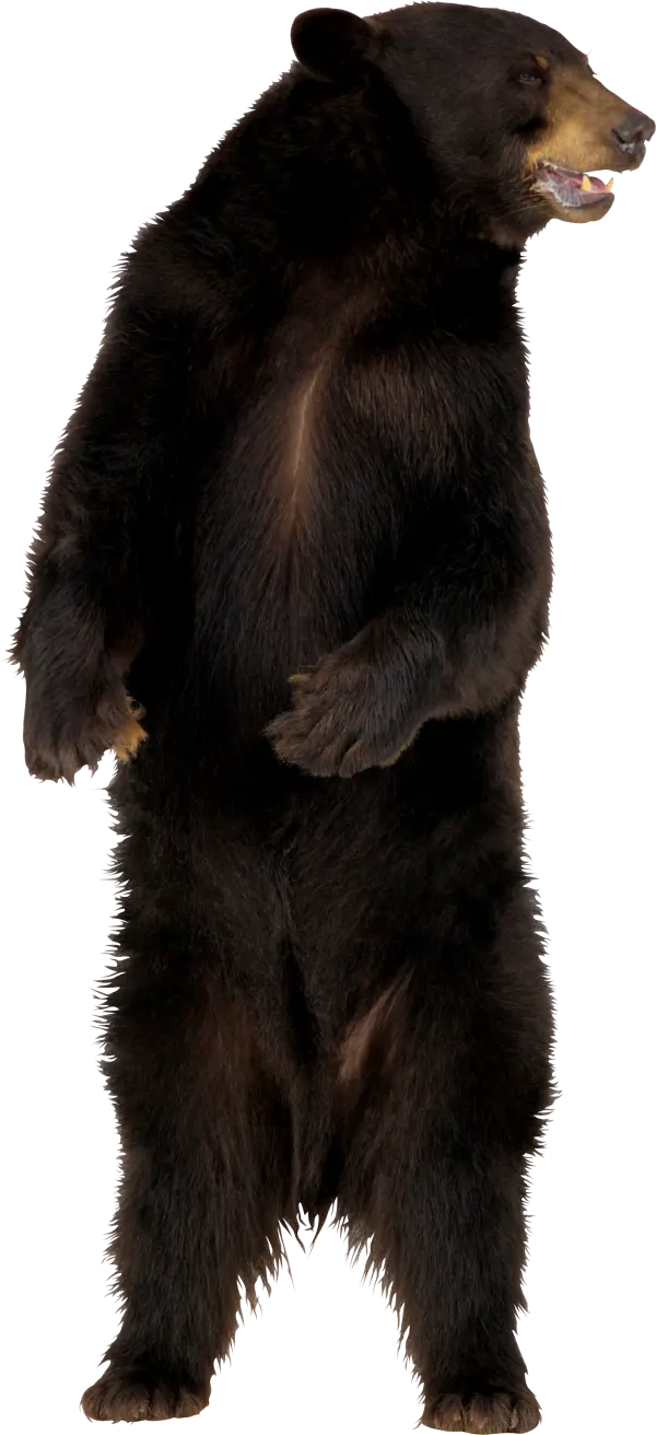The Most Used Backgroundless Image of Bear PNG