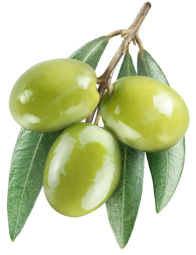 Olive PNG Image for Use in Print Projects