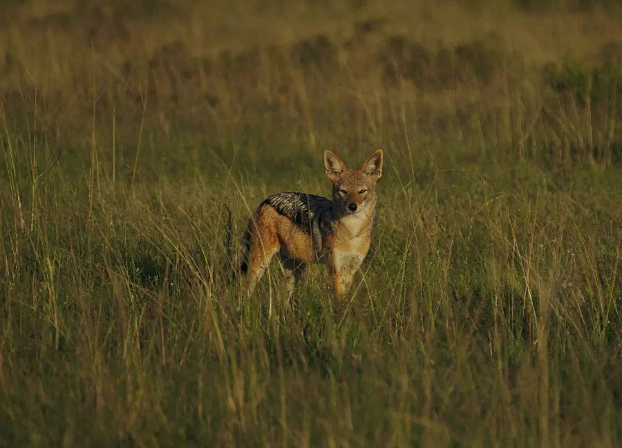 Download the jackal background with excellent quality and for free