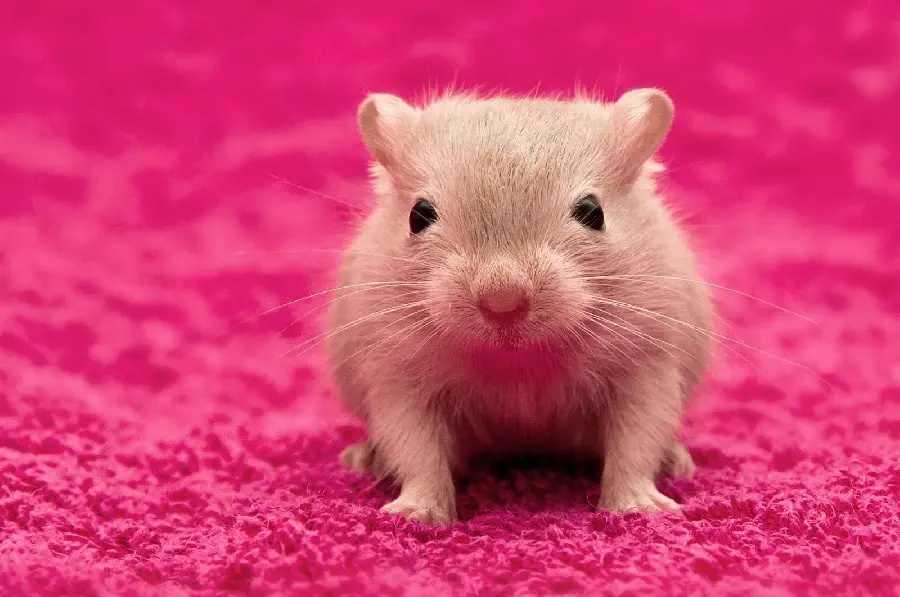 Photo for wallpaper of a cute little baby mouse looking at the camera