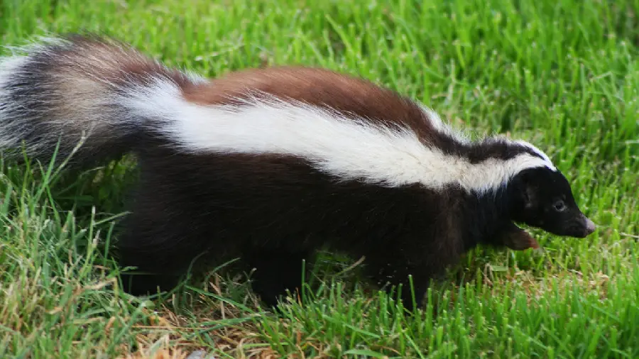 American weasel desktop background