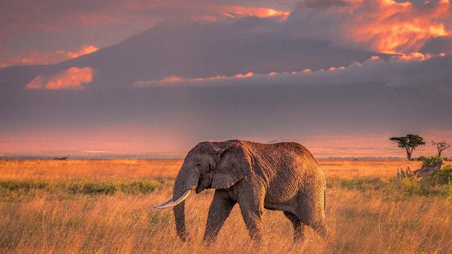 Image of an elephant walking in the deserts and grasslands for mobile and desktop wallpapers and backgrounds