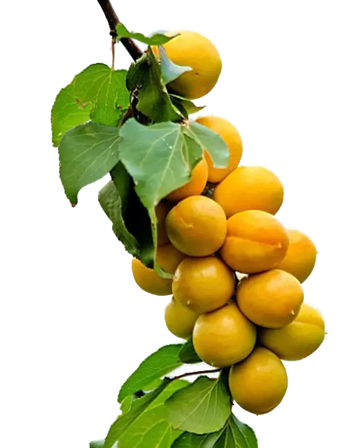 Yellow Plum