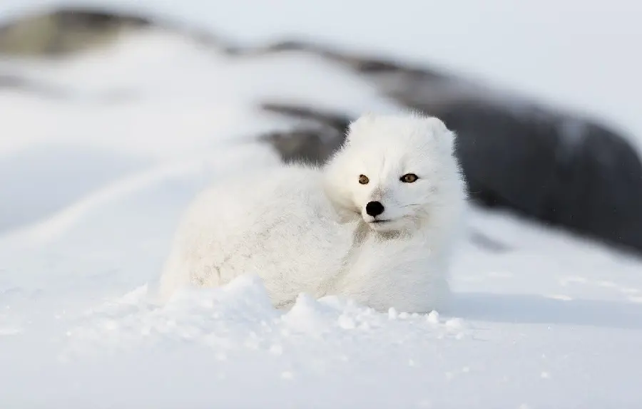 Unique wallpaper for a desktop of an arctic fox