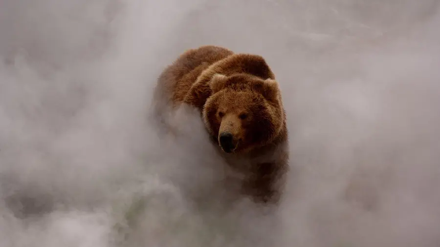 High Quality Grizzly Bear Profile Picture HD