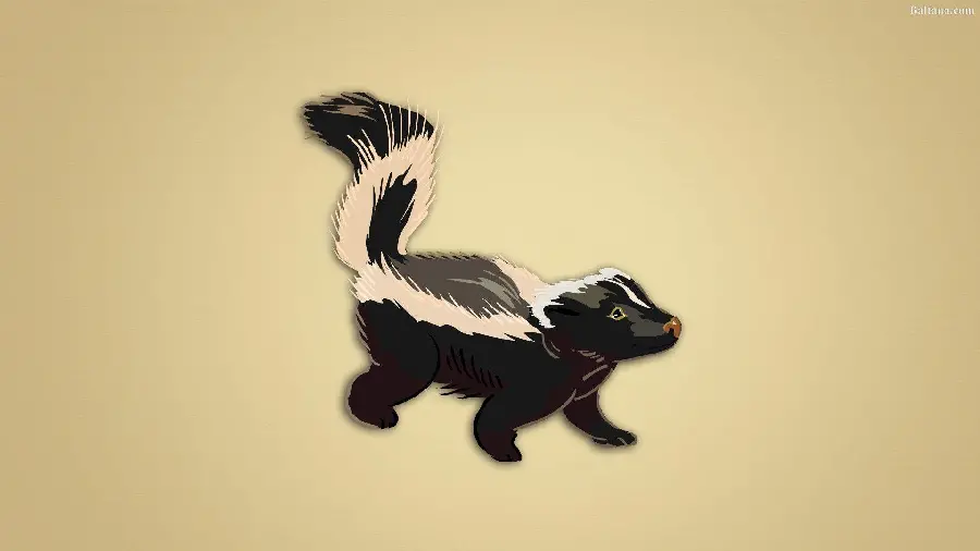 High quality stock photo of a skunk or American weasel for desktop
