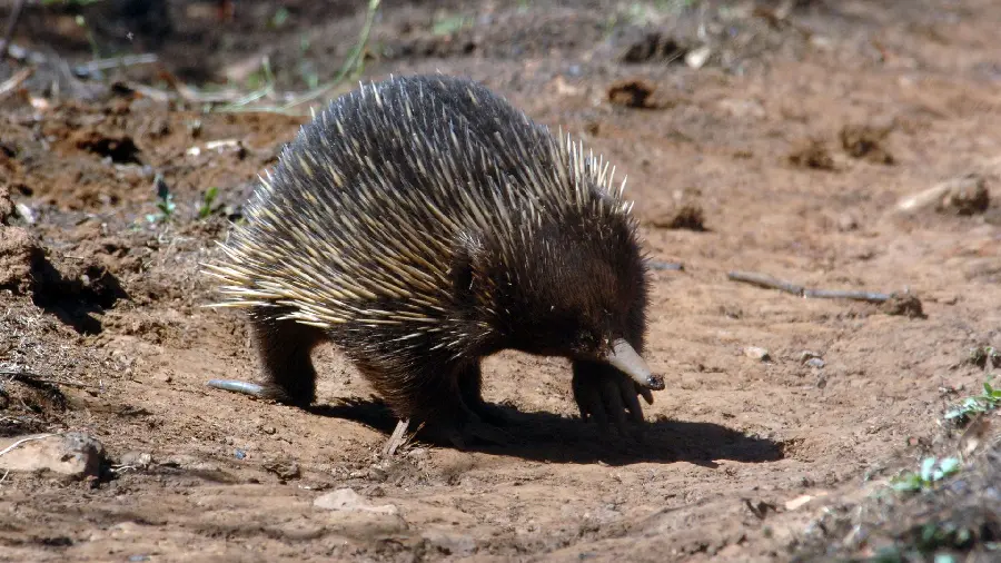 Anteater or spiny anteater or echidna