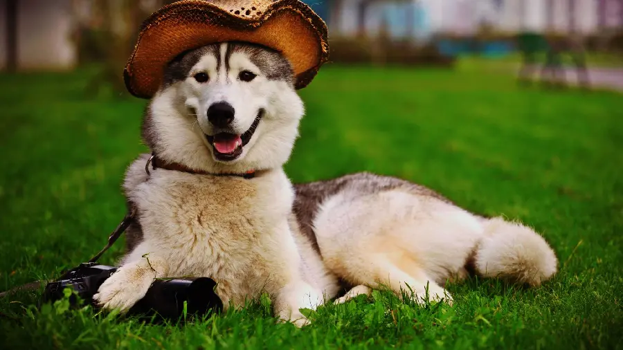 HD Dog Background Suitable for Desktop Backgrounds