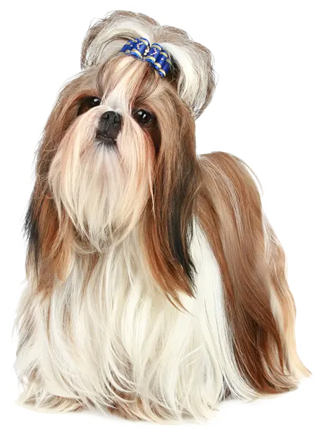 Real Shih Tzu Dog Background for Pet Lovers PNG
