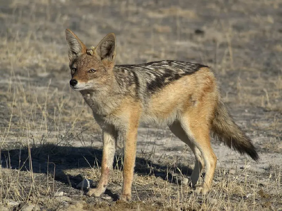 Download photos taken in nature from Jackals