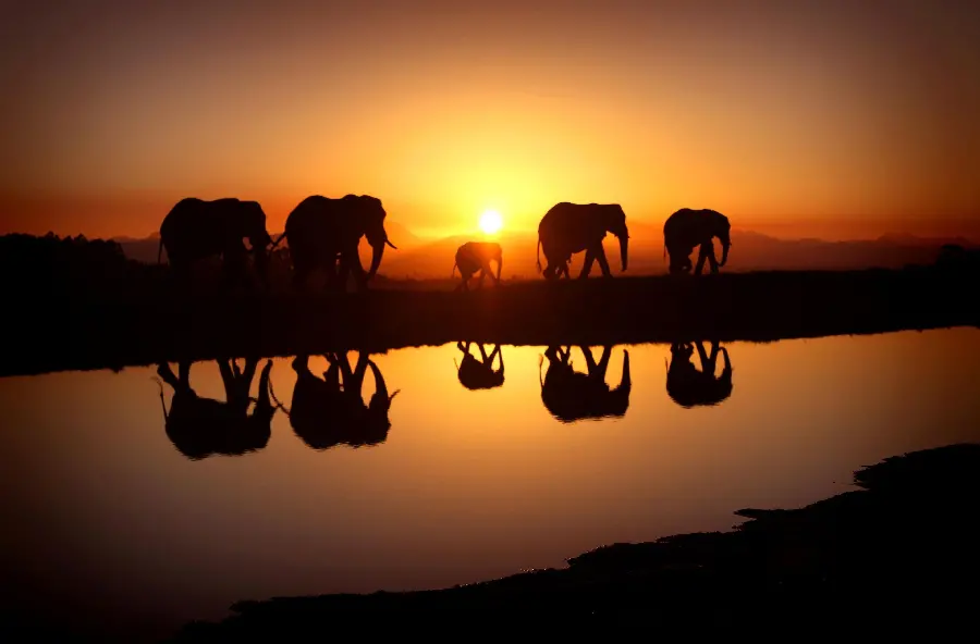 Desktop Background of Five African Elephants at Sunset