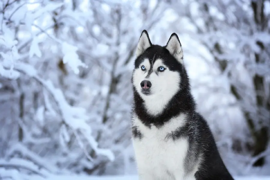 Free Download Husky Background Image for Computer Background