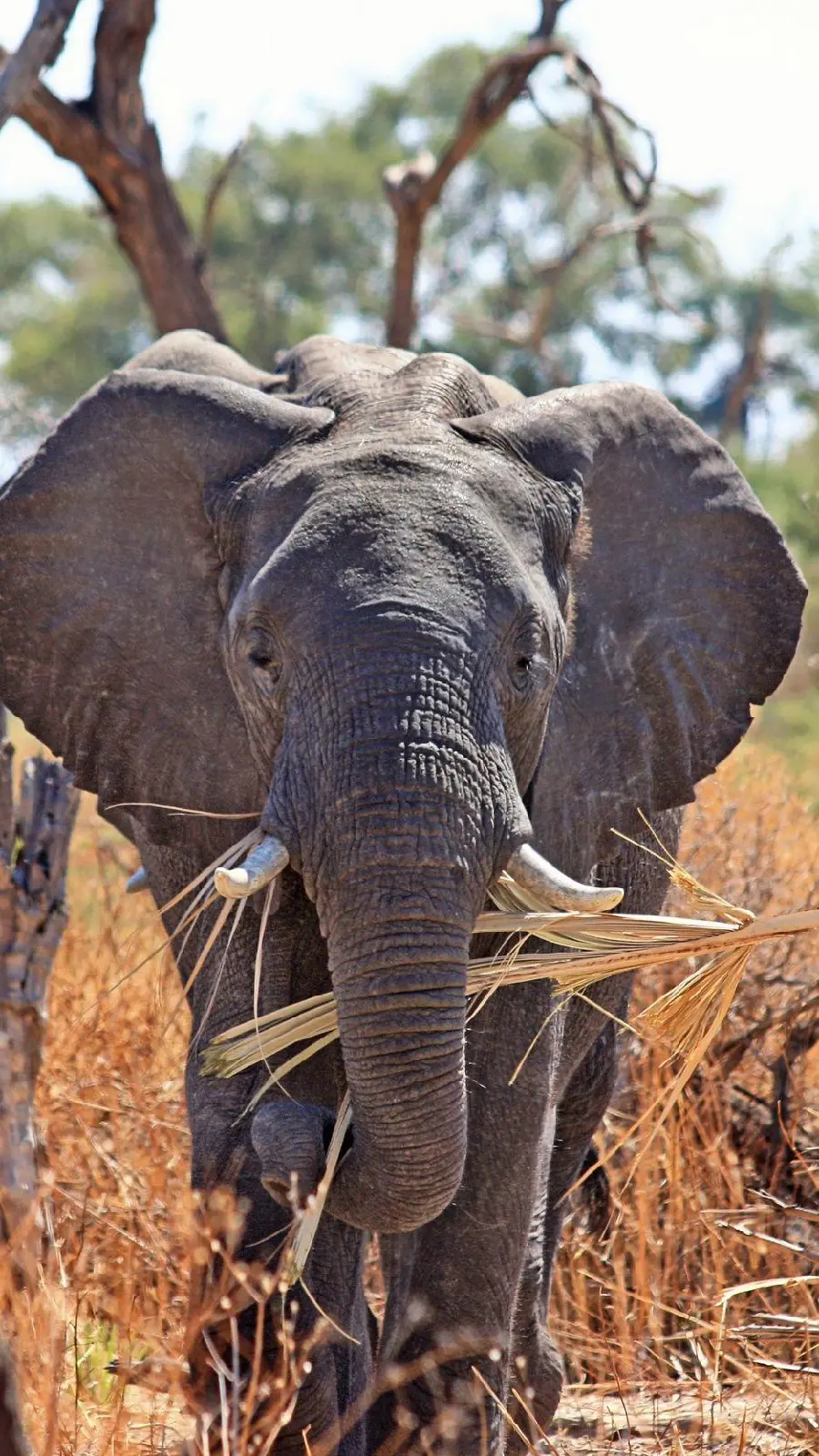 A quality stock photo of an elephant eating with quality for wallpaper and profile