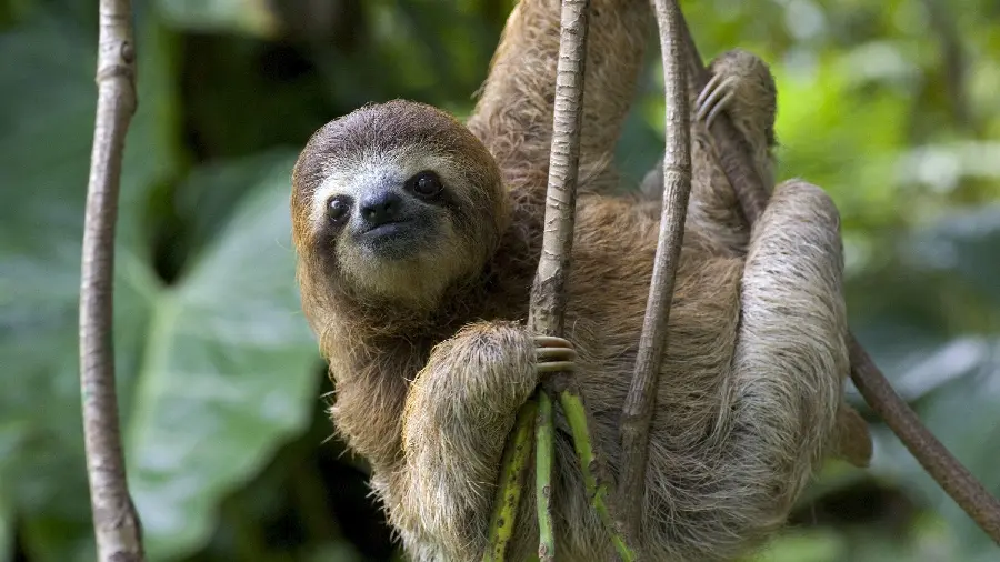 Interesting background image of a sloth in the free forest